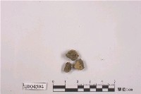 藏品(地衣)的圖片